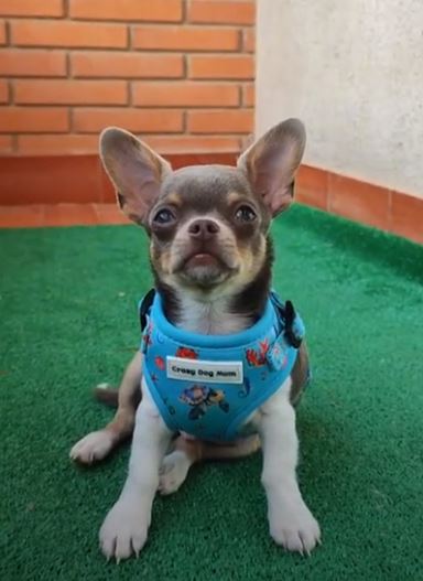 Cozumel - arnes para cachorro