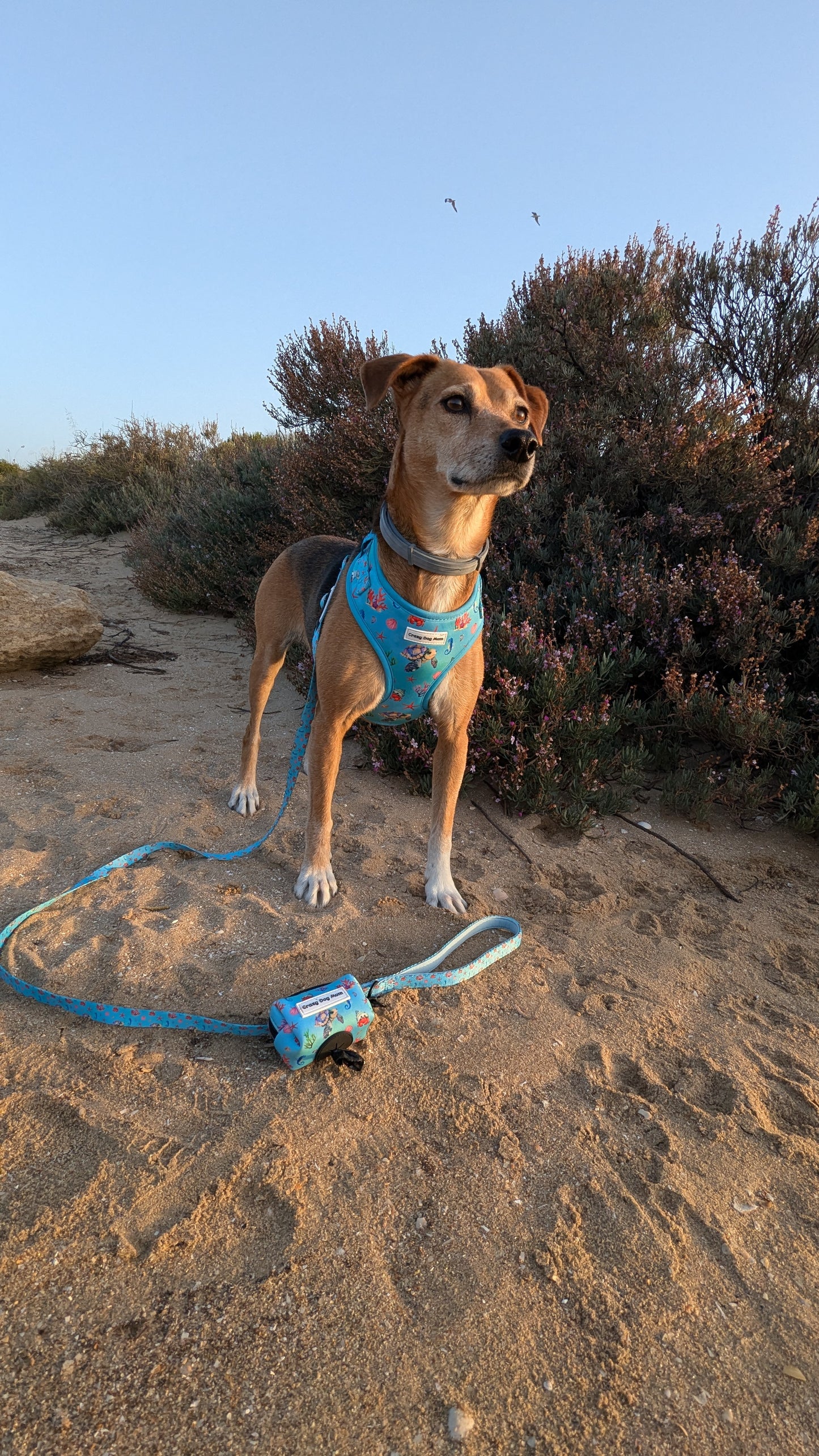 Cozumel - Correa de perro estampada