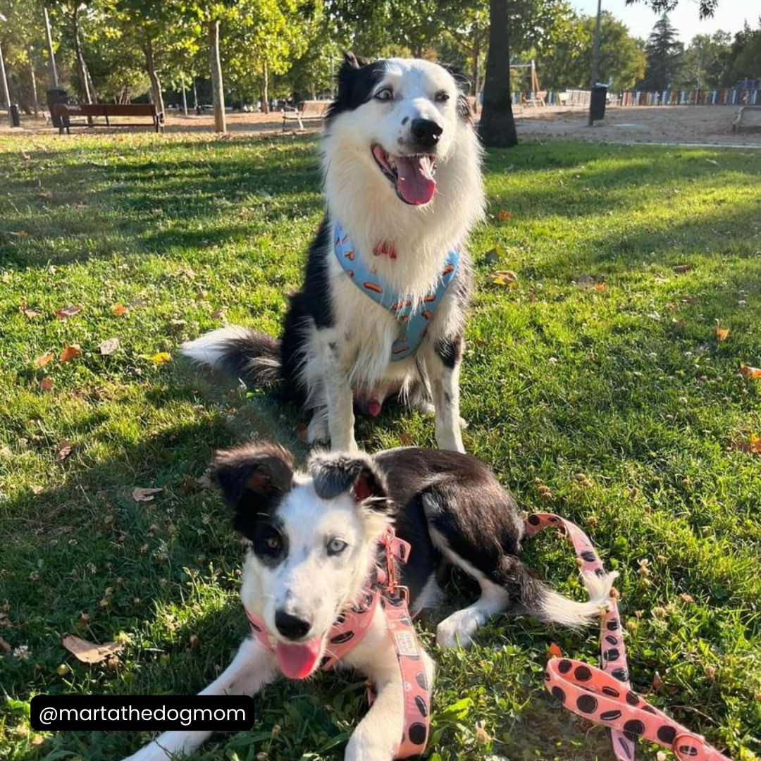 Oreo - Arnés ajustable