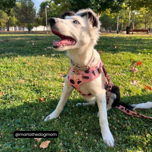 Arnés ajustable Oreo + correa