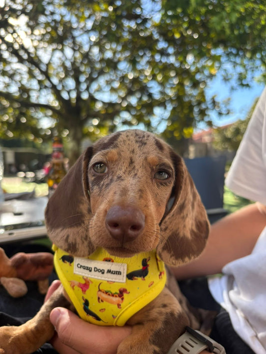 Teckel - Pack para cachorro