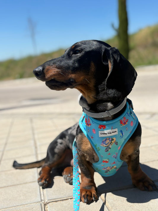 Cozumel - arnés perro pequeño