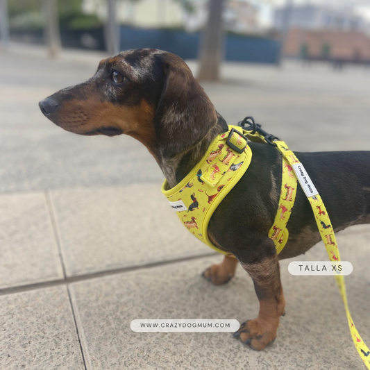 Teckel - Correa de perro estampada