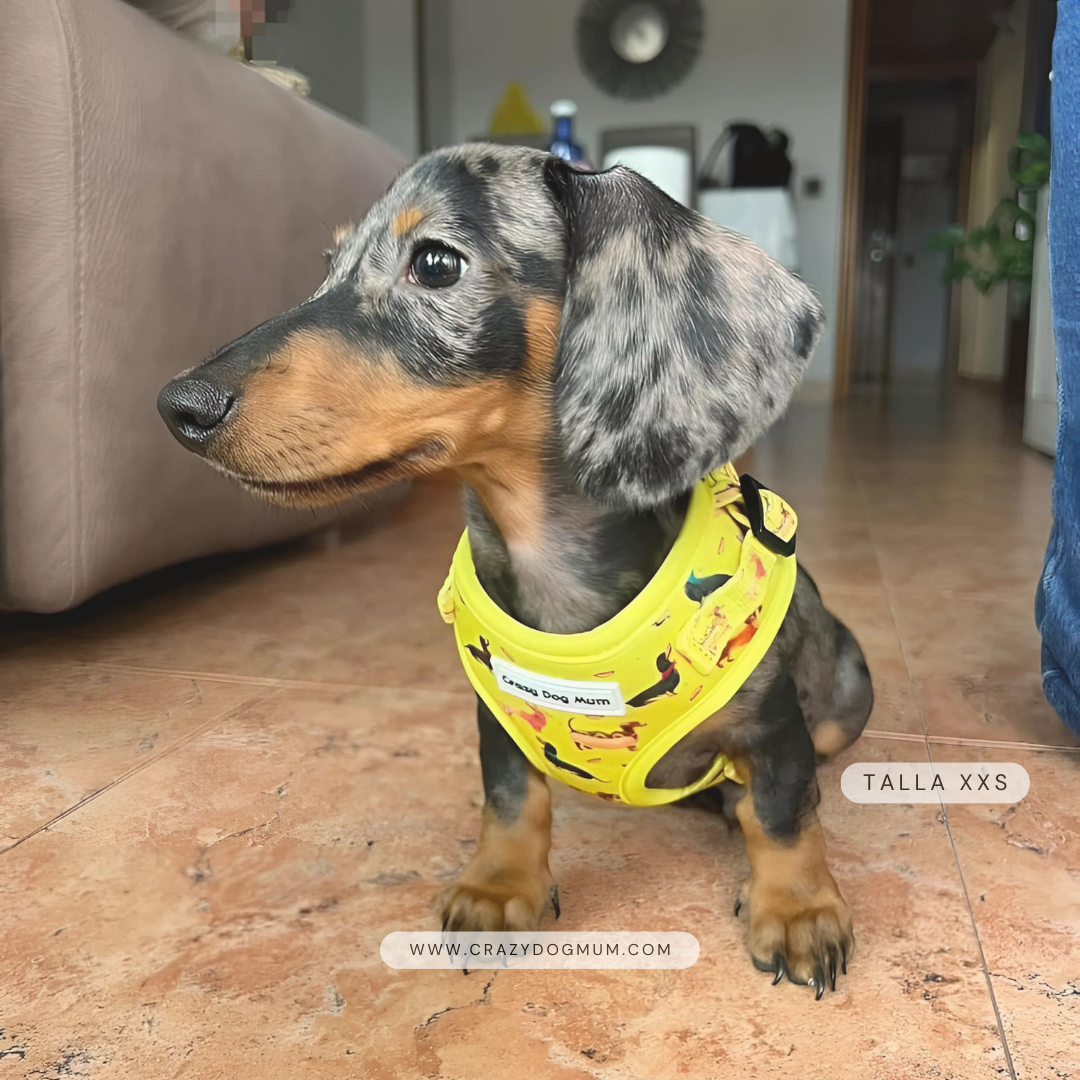 Teckel - Pack arnés perro pequeño