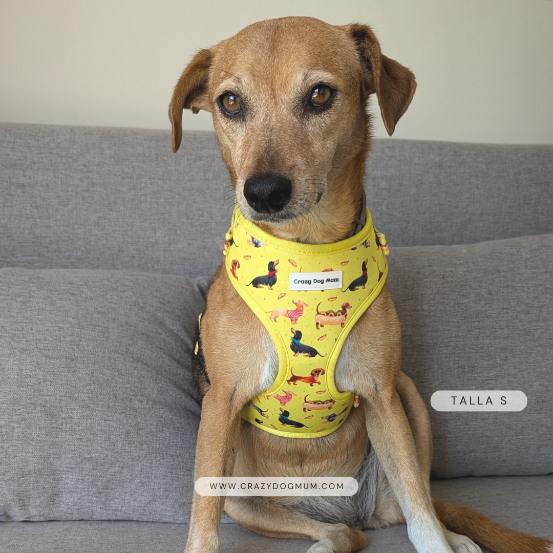 Teckel - arnés perro pequeño