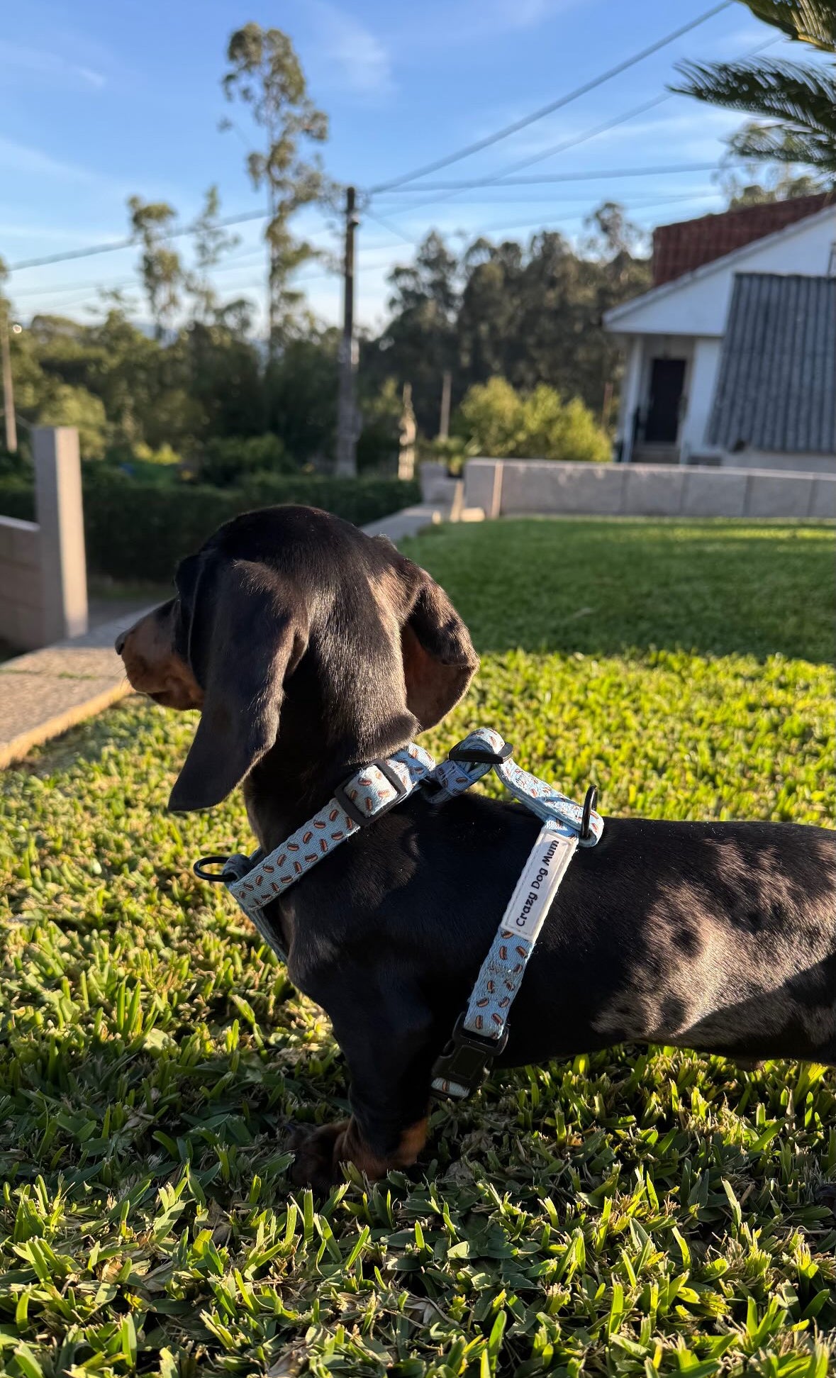 Hot dog - arnés en h