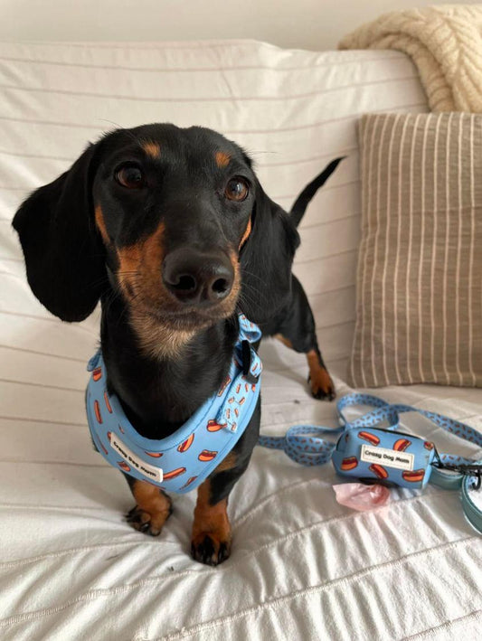 Hot dog - Correa de perro estampada