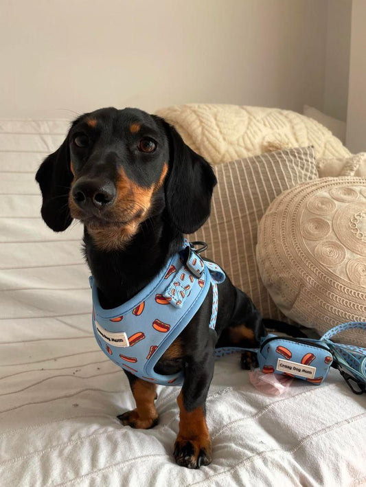 Hot dog - Pack arnés perro pequeño