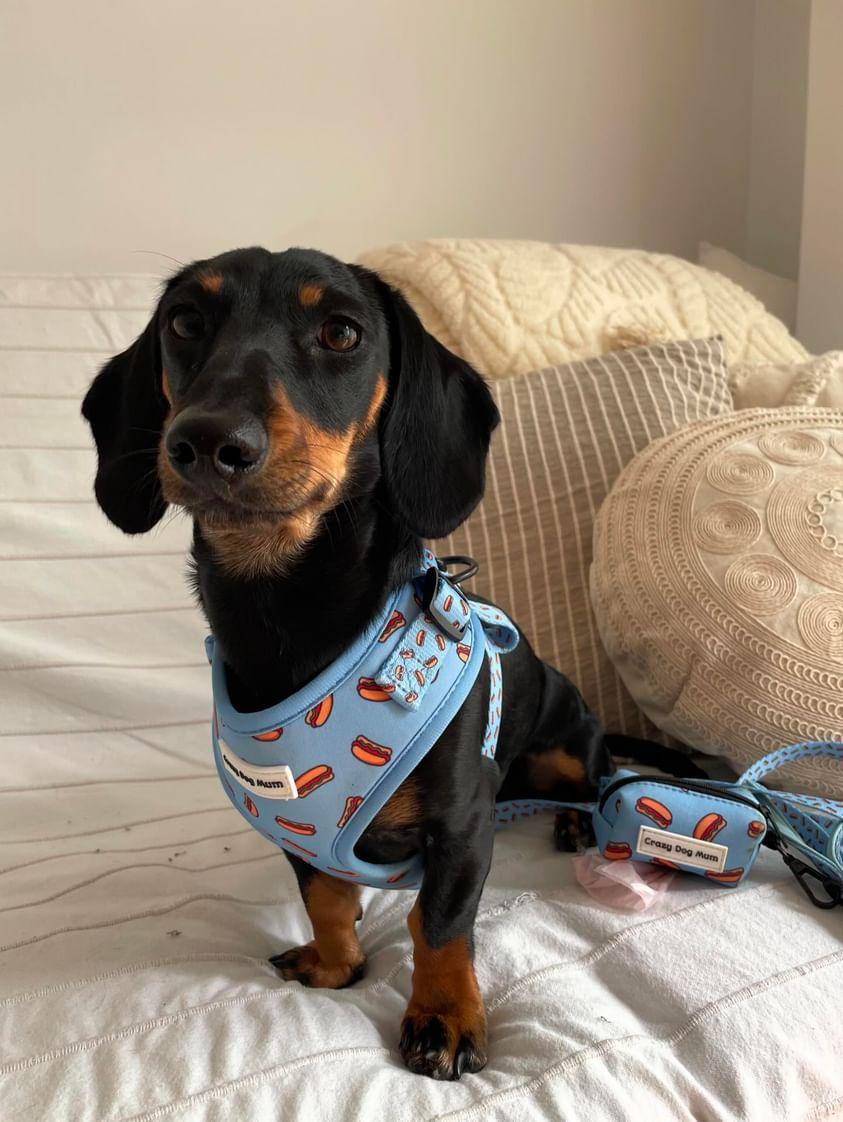 Hot dog - Correa de perro estampada