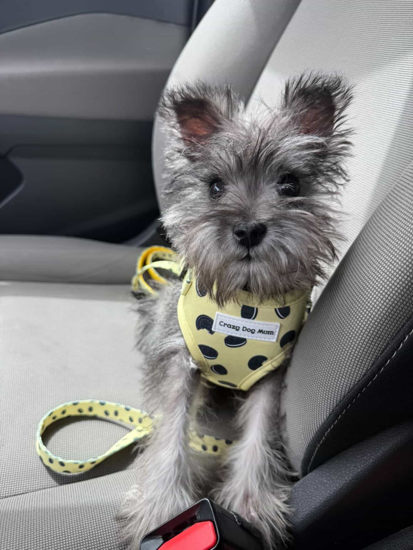 Oreo vainilla - Pack arnés perro pequeño