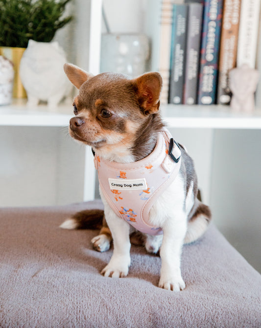 Teddy - arnés perro pequeño