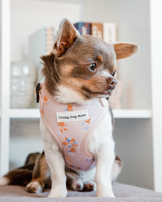 Teddy - arnes para cachorro