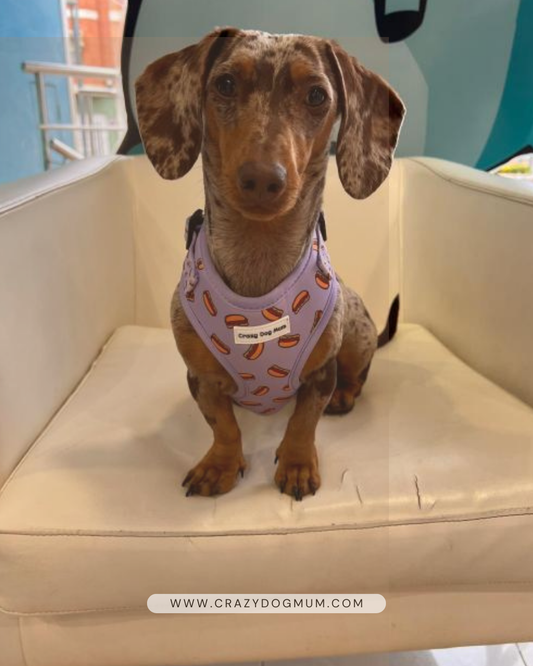 Hot dog lila- Pack arnés perro pequeño