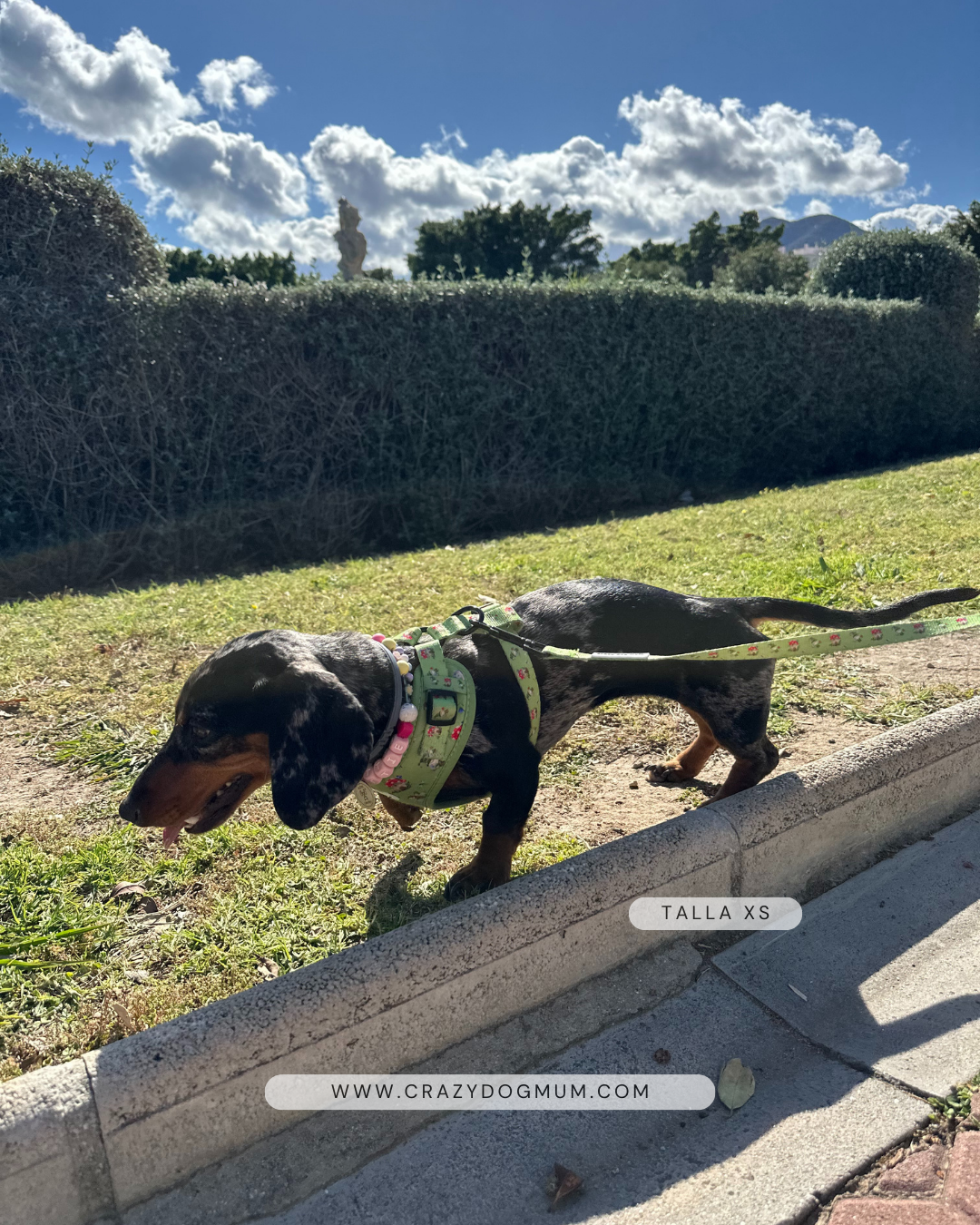 Fantasía - arnés perro pequeño