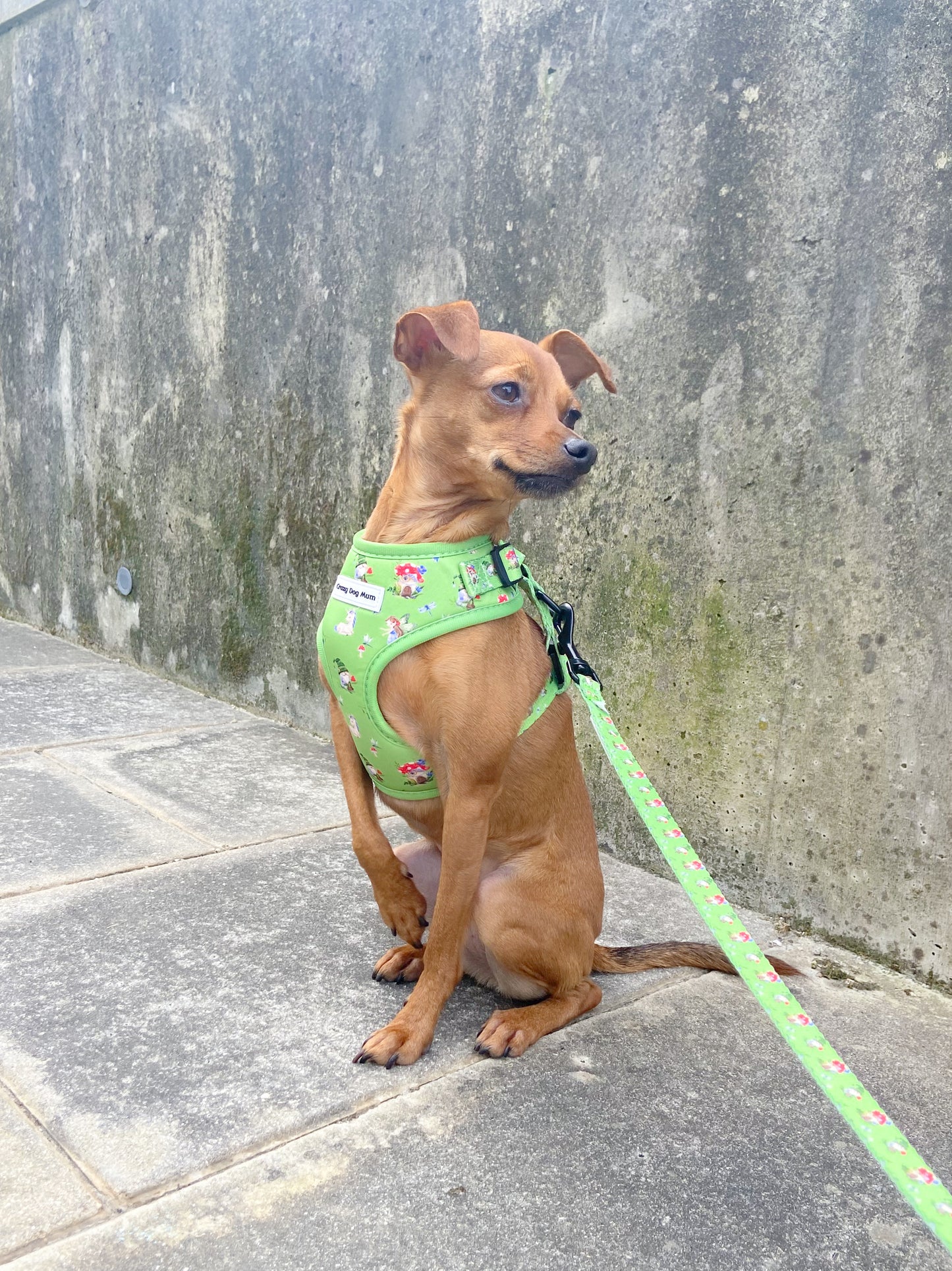 Fantasía - Pack para cachorro