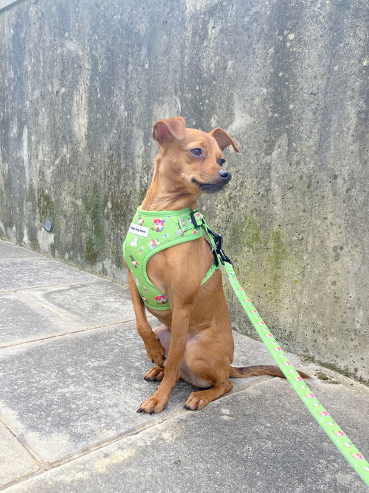 Fantasía- Correa de perro estampada