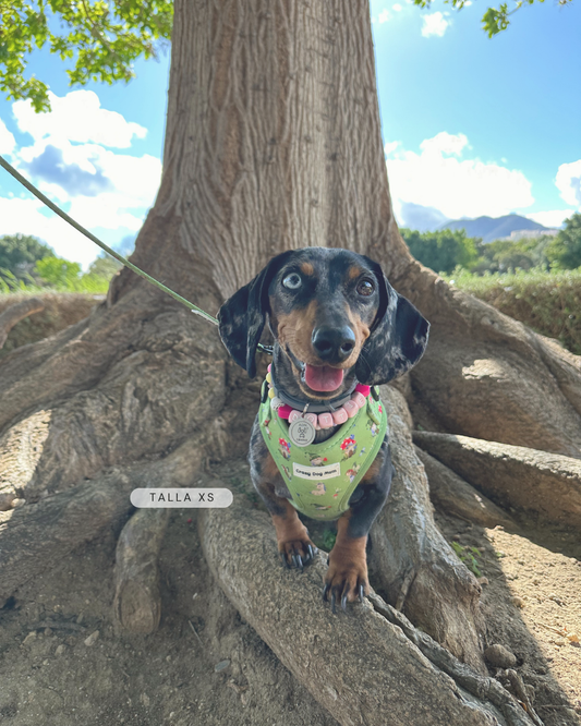 Fantasía - Pack arnés perro pequeño