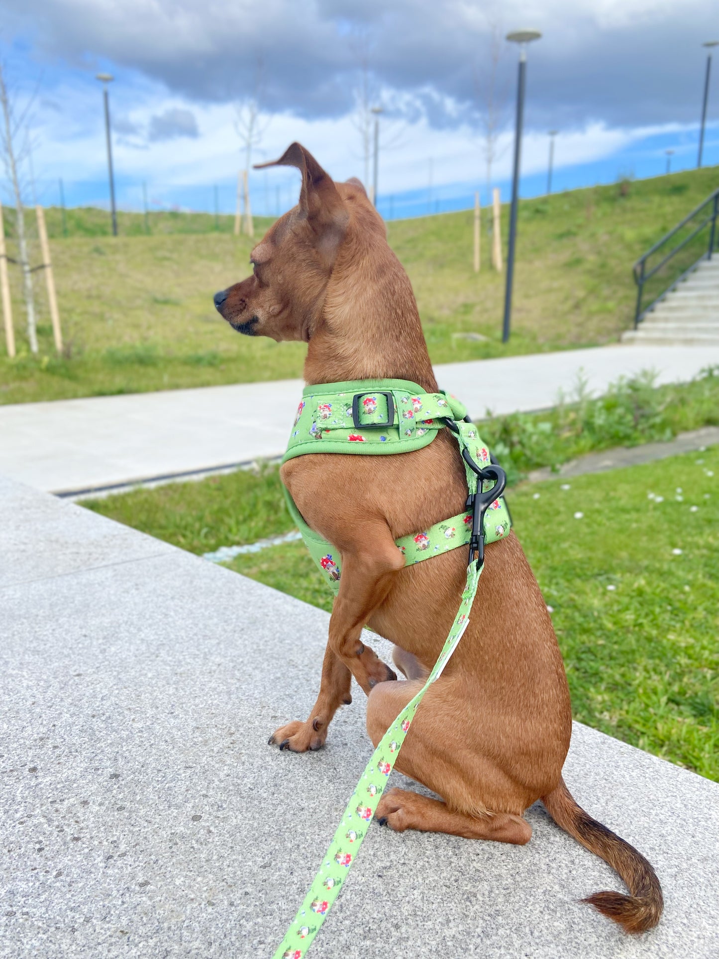 Fantasía - arnes para cachorro