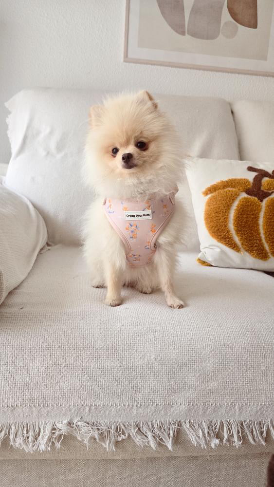 Teddy - Pack arnés perro pequeño