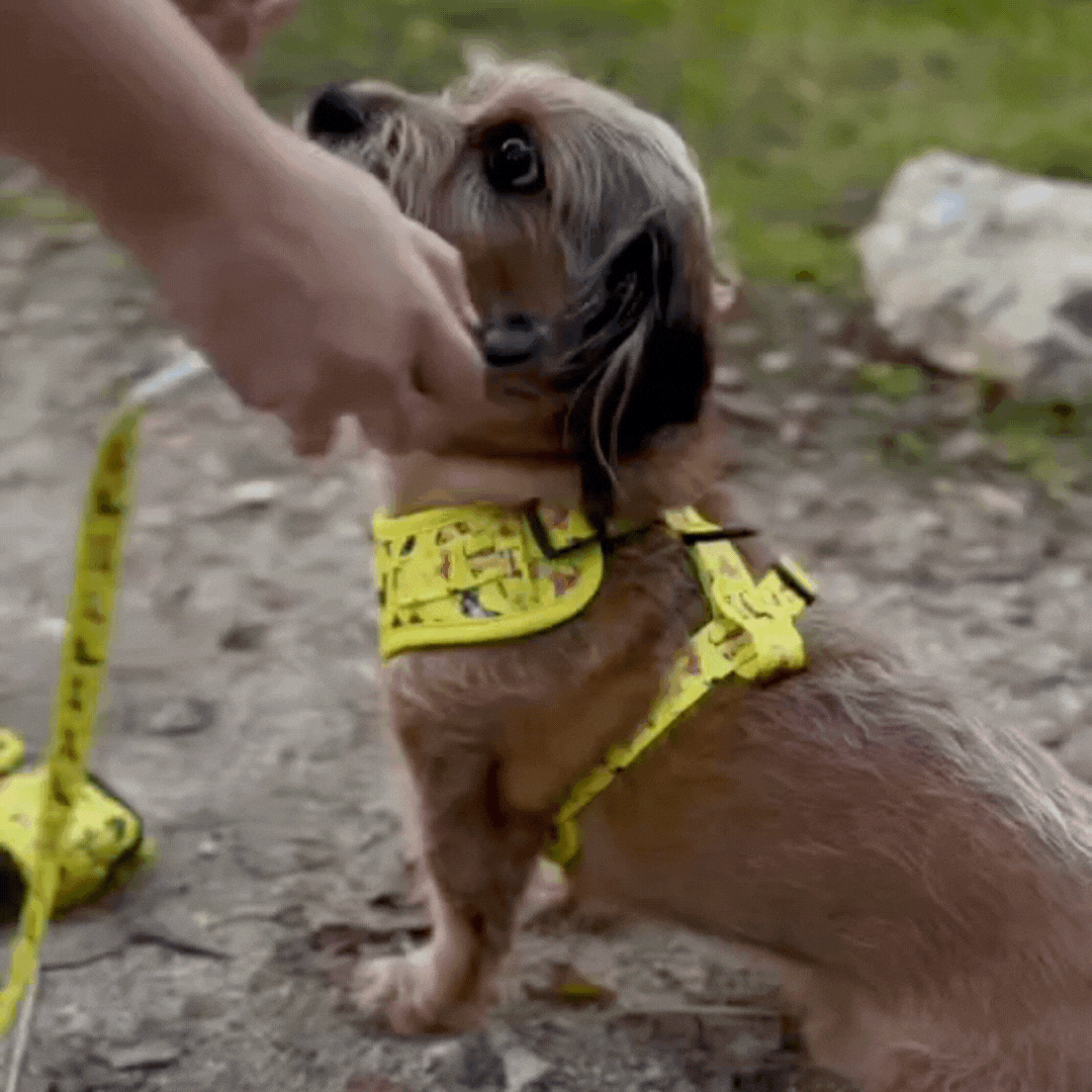 Teckel - Correa de perro estampada