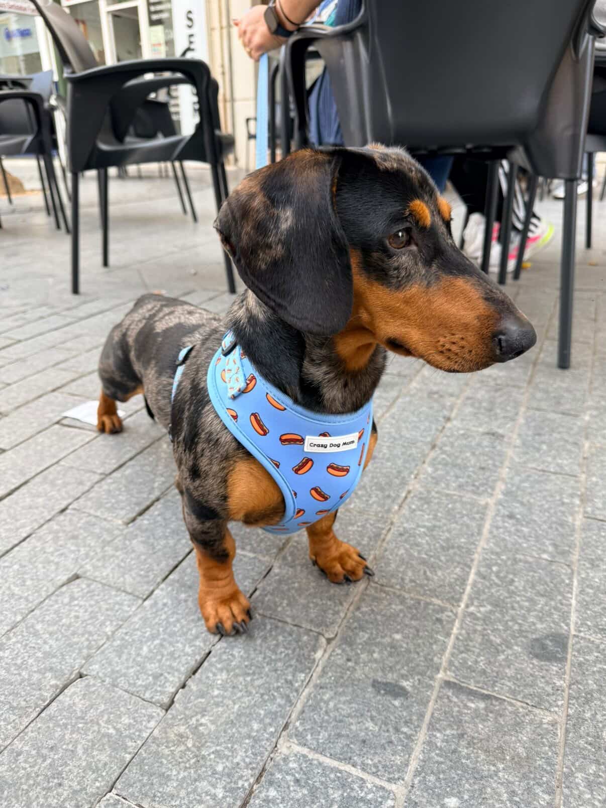 Hot dog - arnés perro pequeño