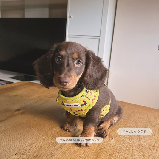 Teckel - Pack arnés perro pequeño