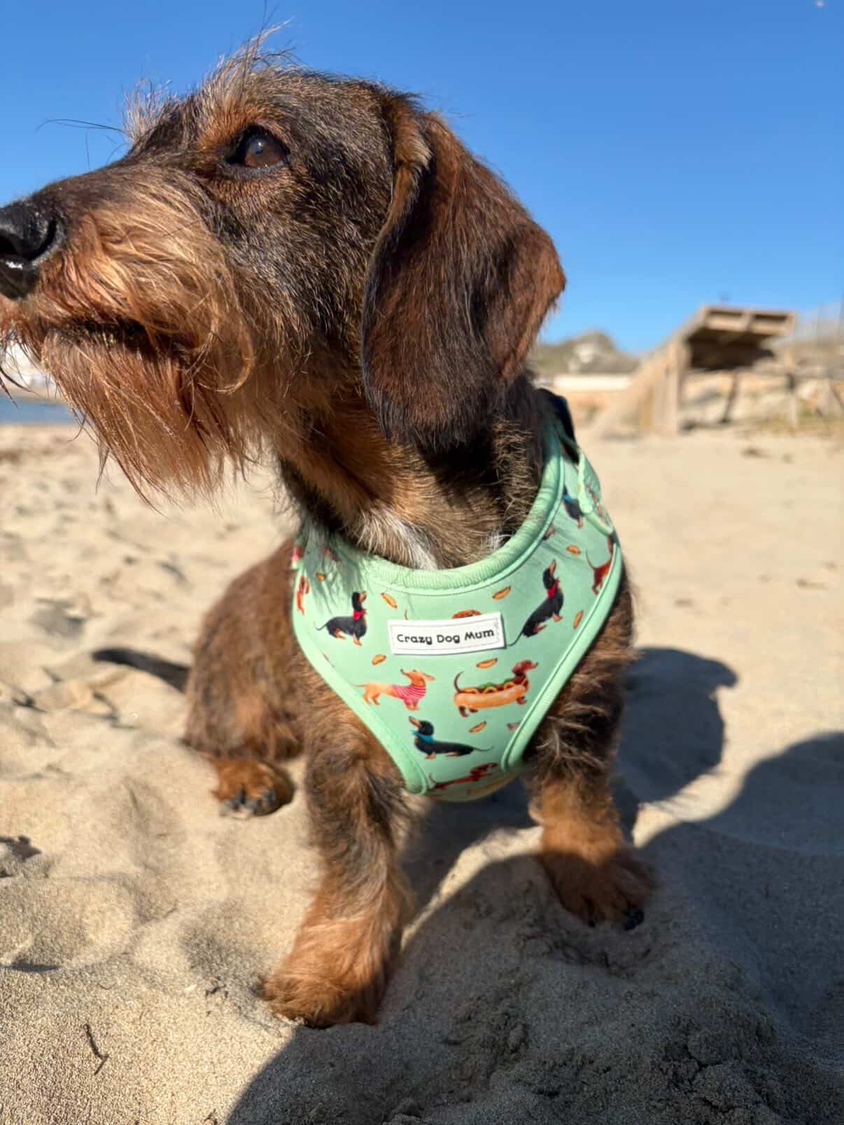 Teckel verde- Pack arnés perro pequeño