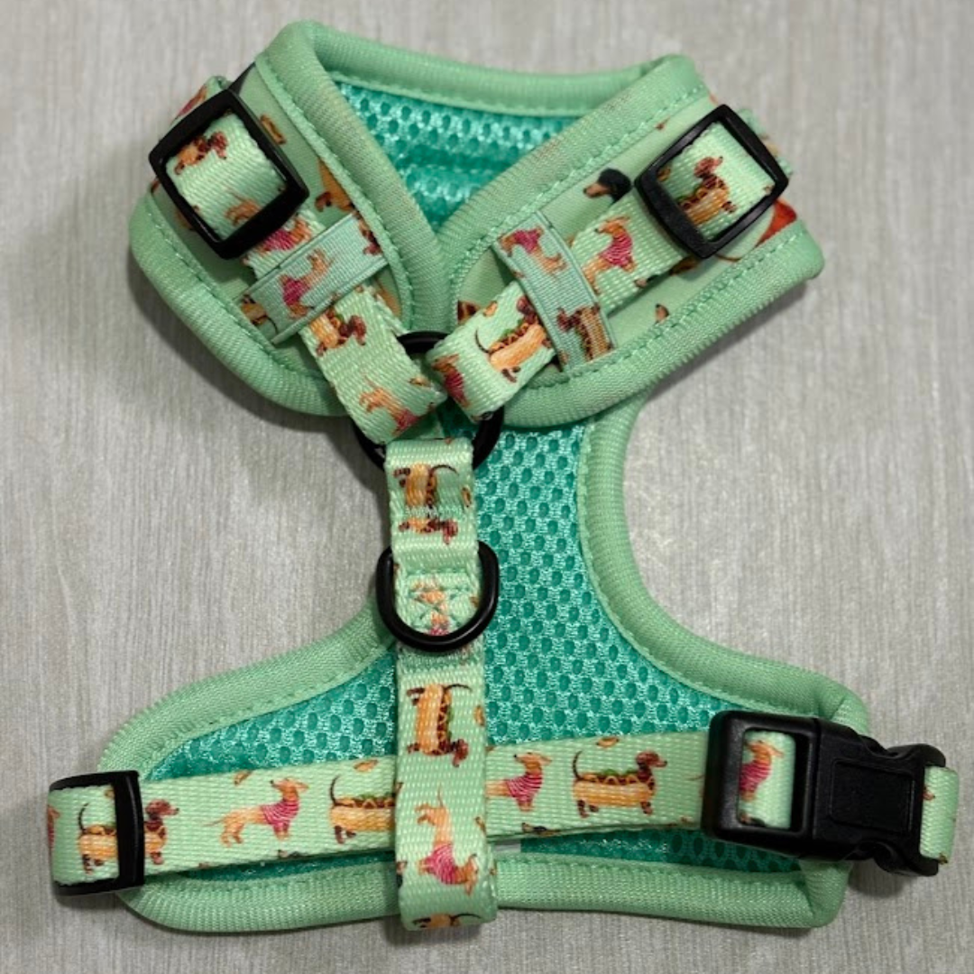 Teckel verde - Pack para cachorro