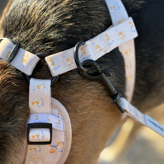 Teddy - Correa de perro estampada