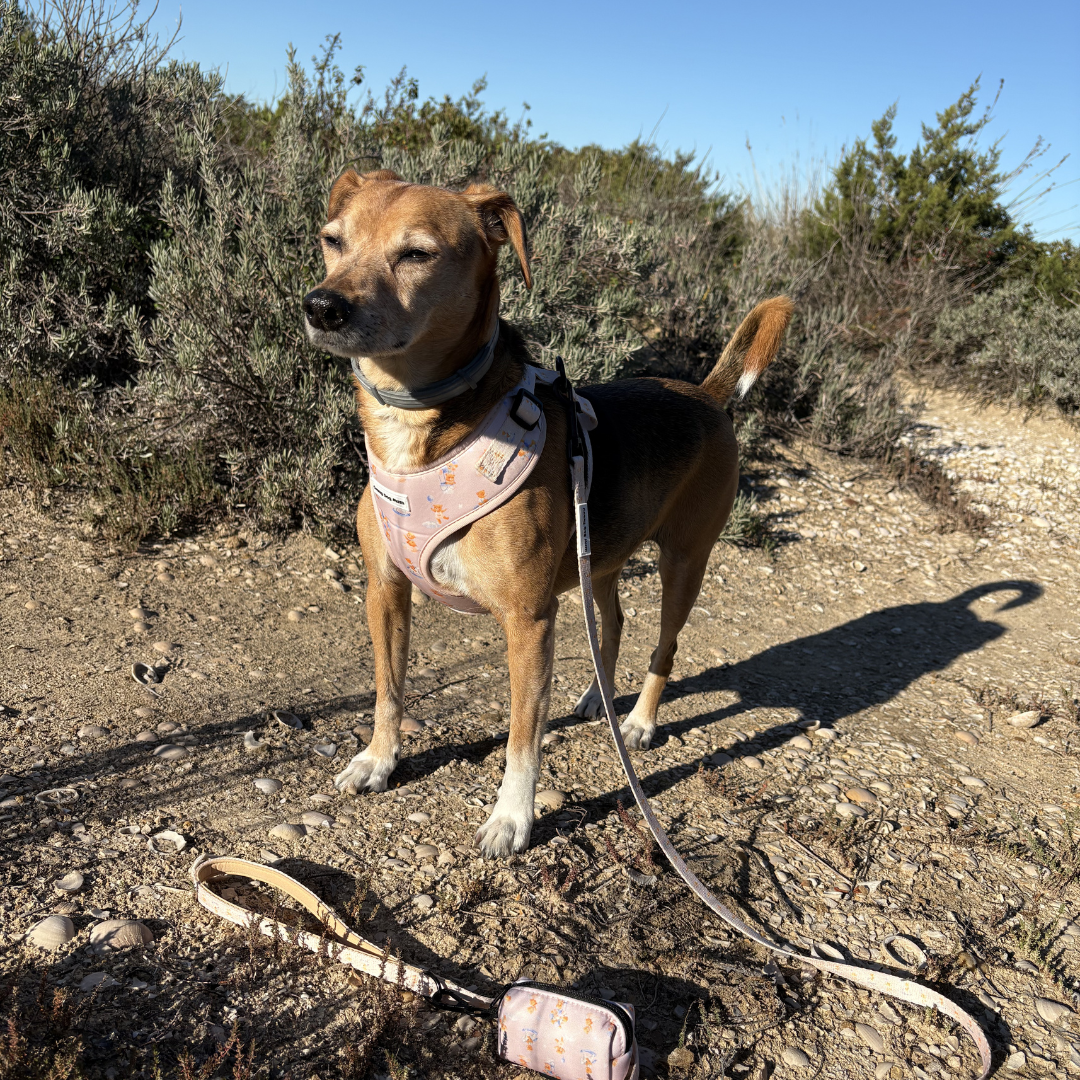 Teddy - Correa de perro estampada
