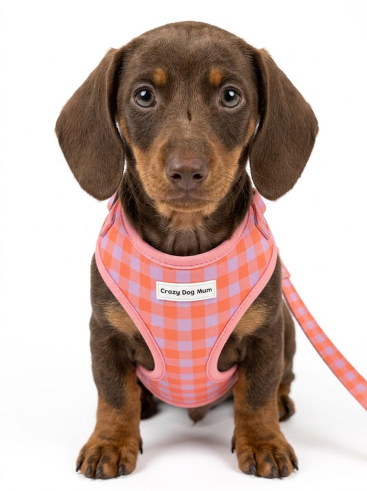 Vichy - arnés para cachorro