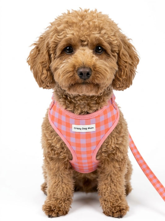 Vichy - arnés perro pequeño