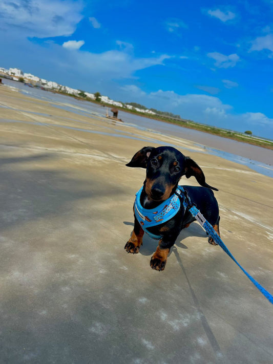 Hot dog - arnes para cachorro