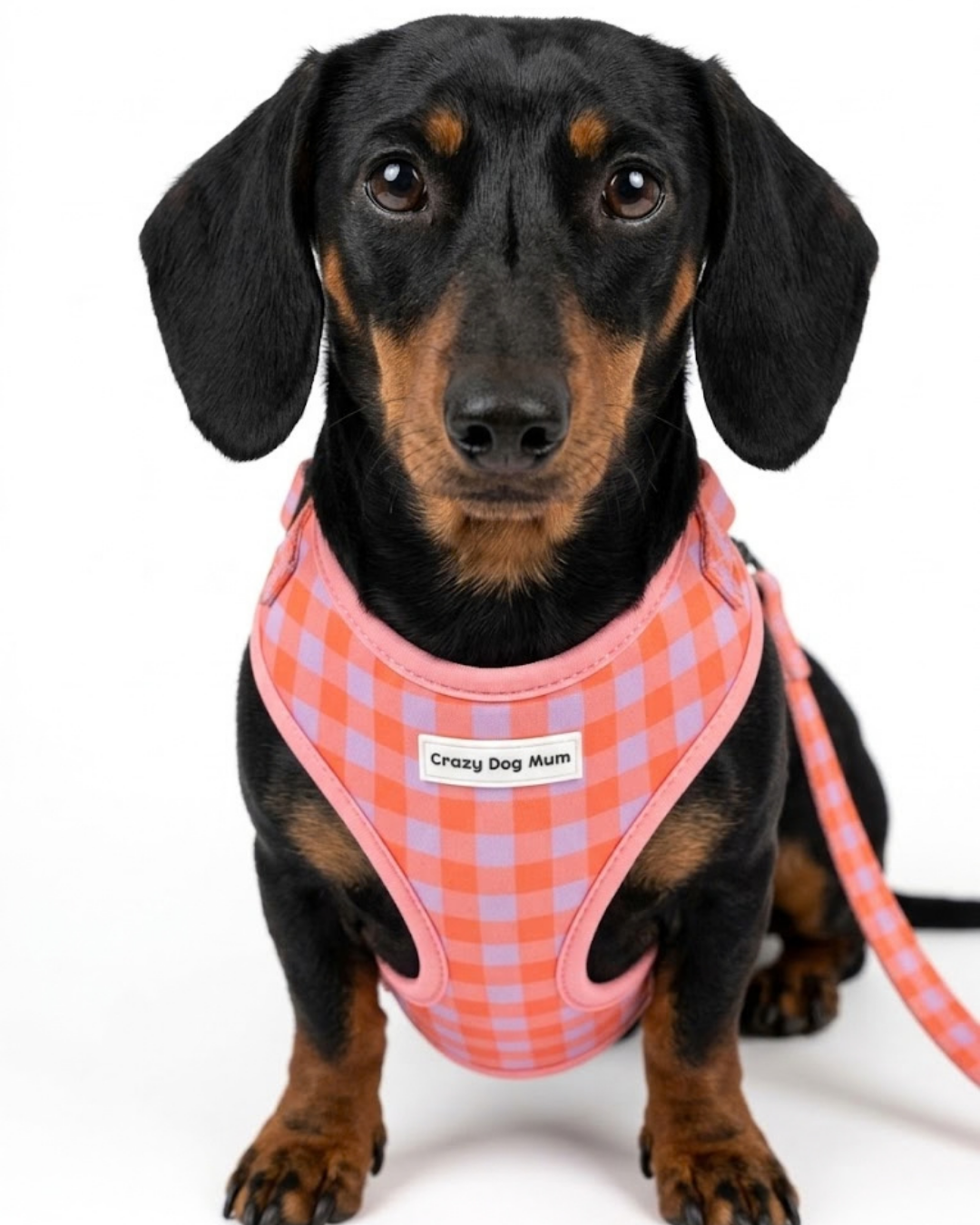 Vichy - arnés perro pequeño