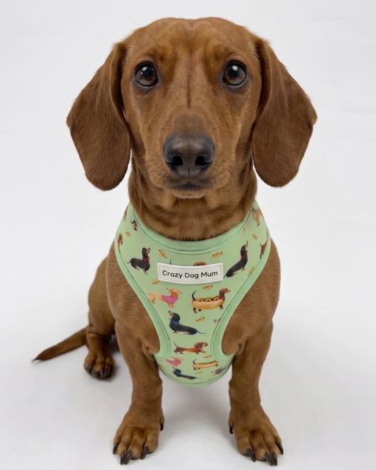 Teckel verde - arnés perro pequeño
