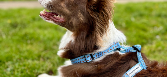 Arnés en H para perros: una gran opción para paseos cómodos y seguros