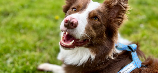 Arnés para Border Collie: La guía definitiva