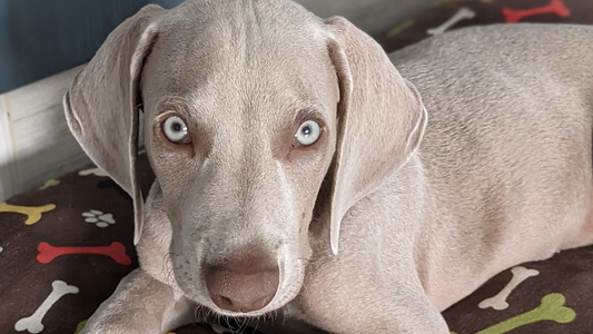 ¿Collar o arnes para cachorros?