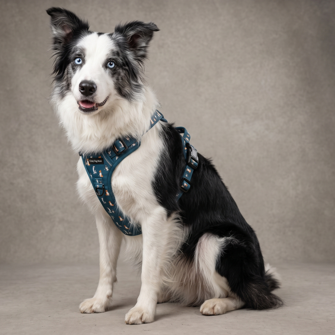 Arnés Control PRO - Border Collie