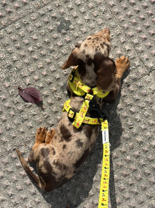 Teckel - Pack para cachorro