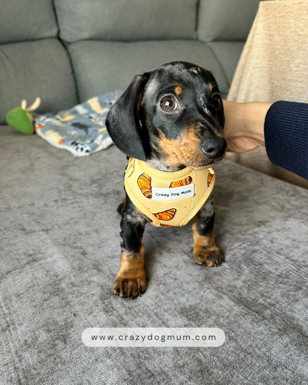 Croissant-  arnes para cachorro