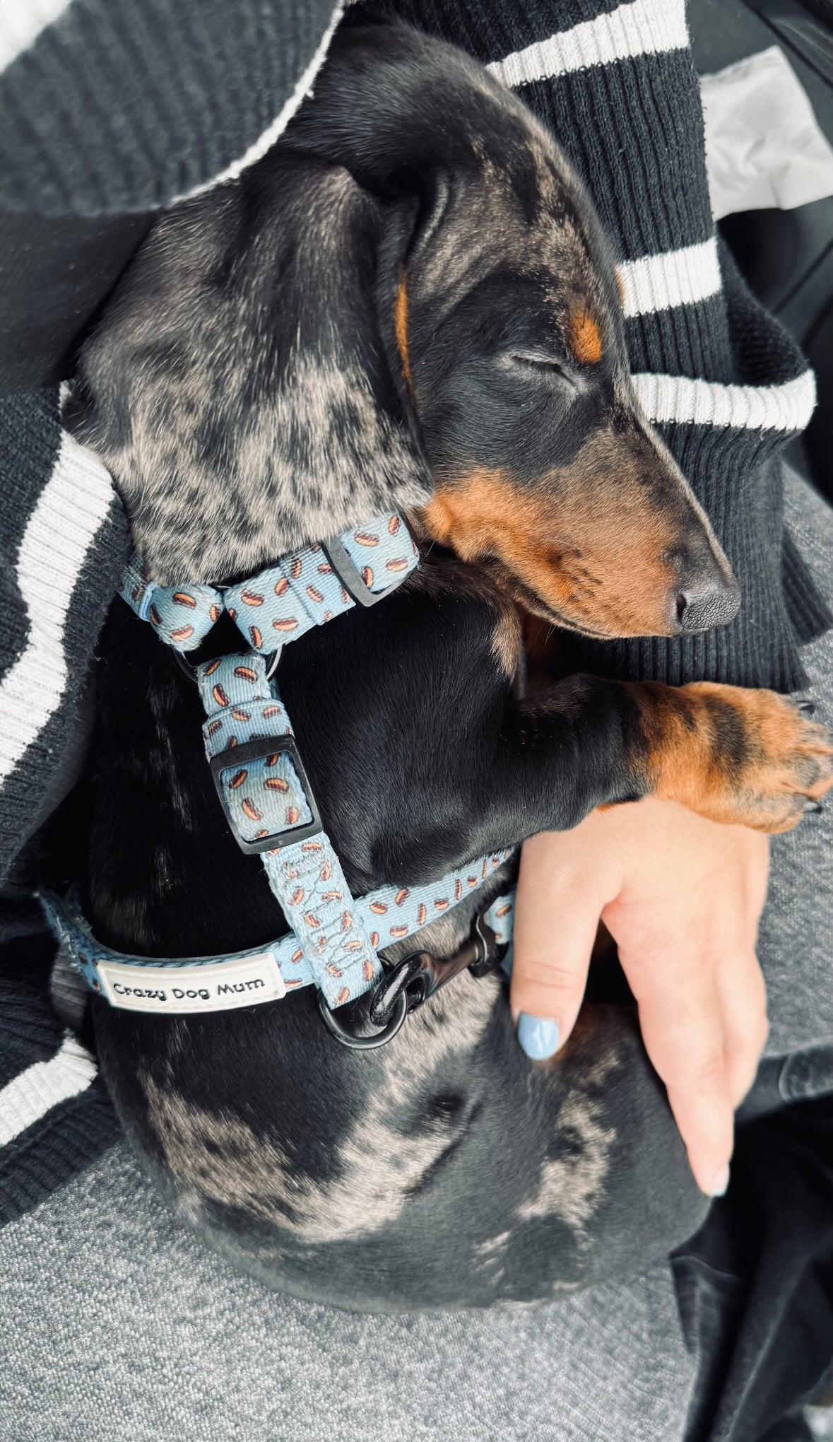 Hot dog -  arnés en h