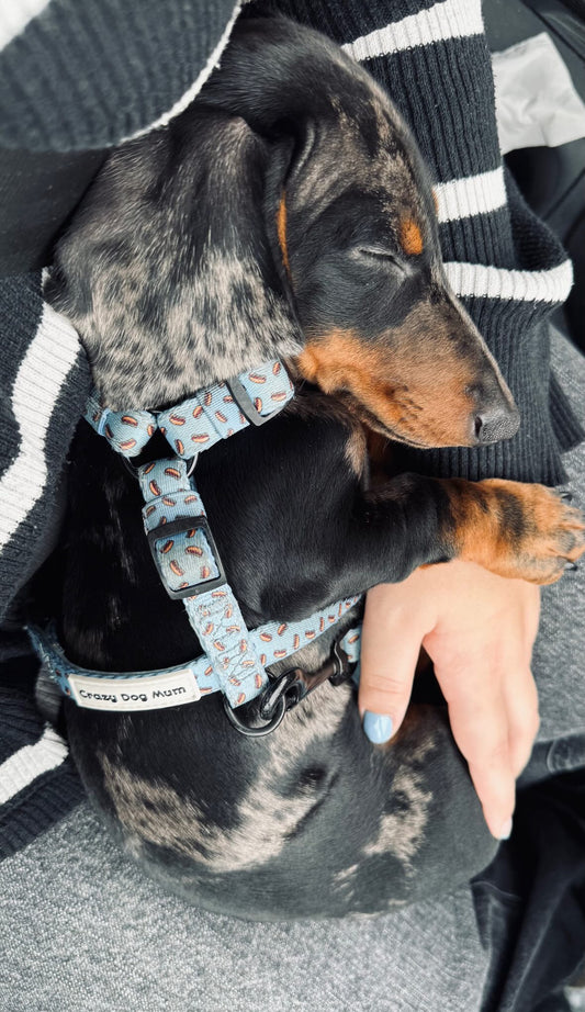 Hot dog -  arnés en h