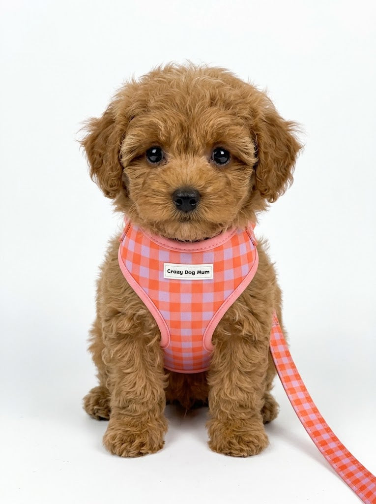 Vichy - Pack arnés para cachorro