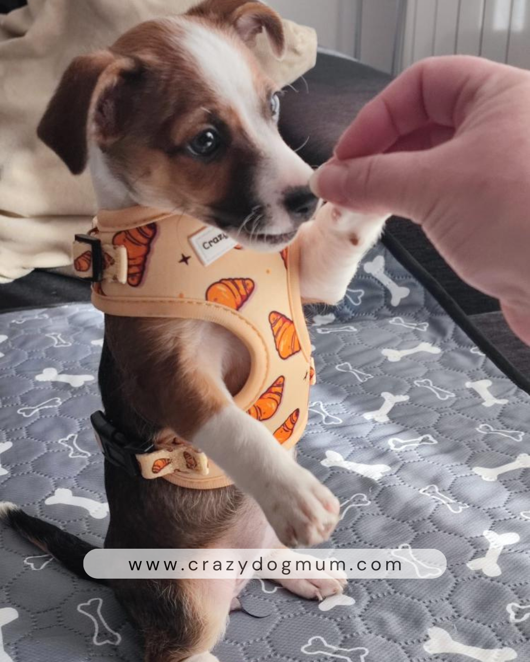 Croissant -  Pack para cachorro