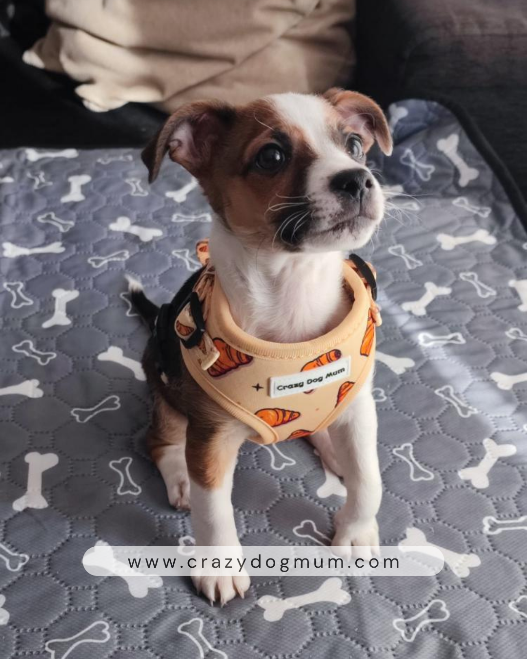 Croissant -  Pack para cachorro