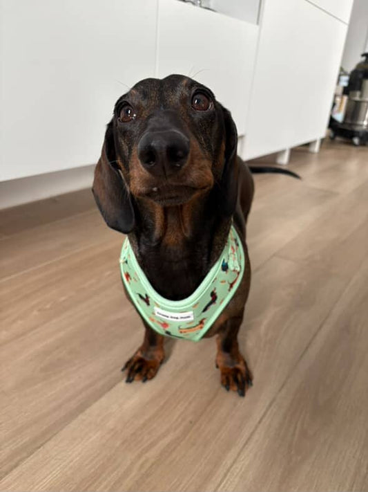 Teckel verde- Pack arnés perro pequeño