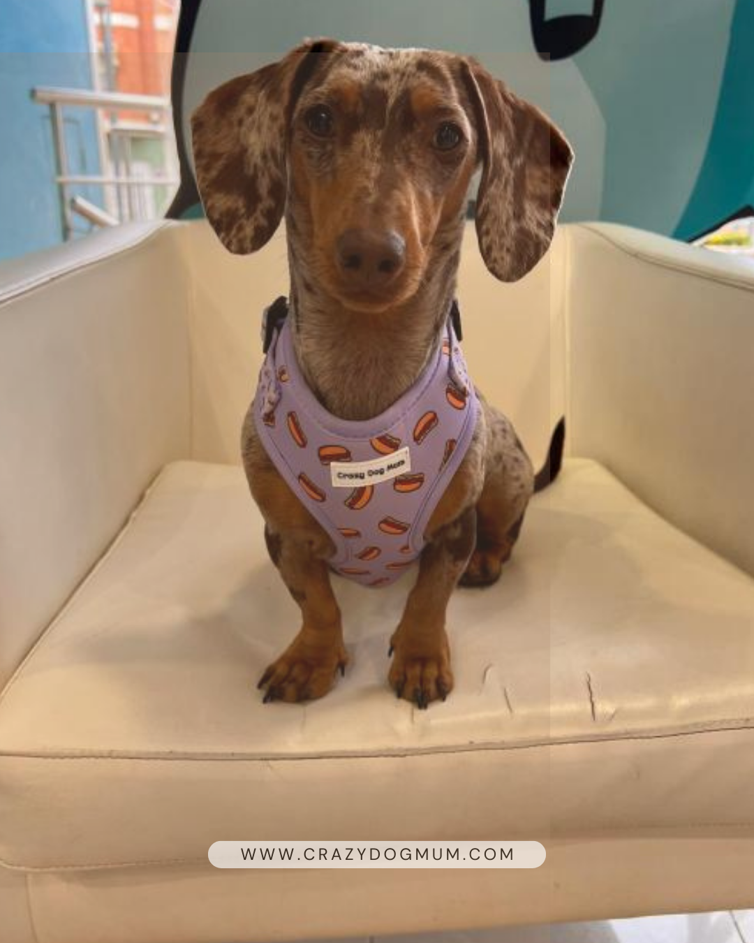 Hot dog lila-  Pack arnés perro pequeño