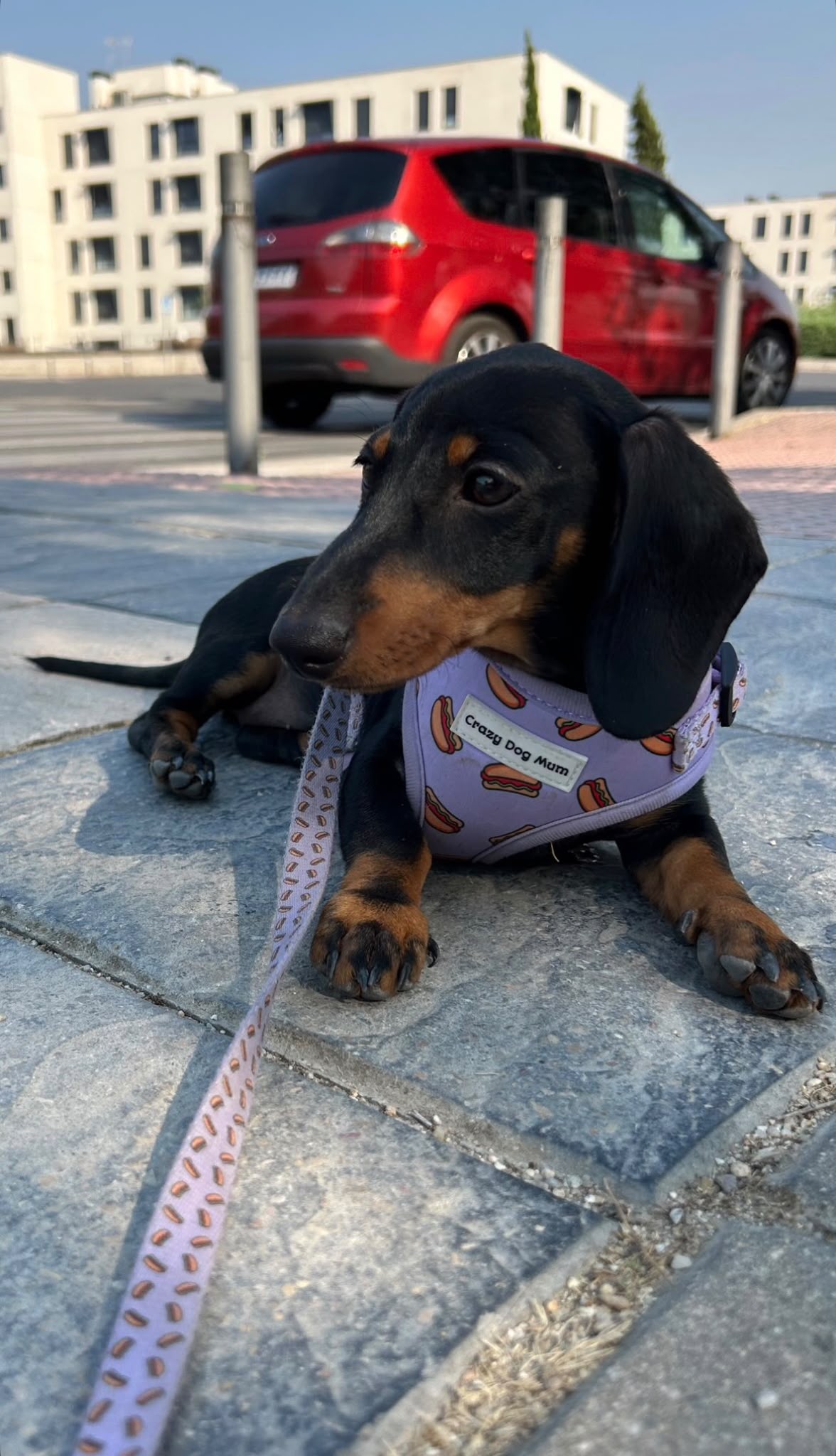 Hot dog lila -  arnés perro pequeño