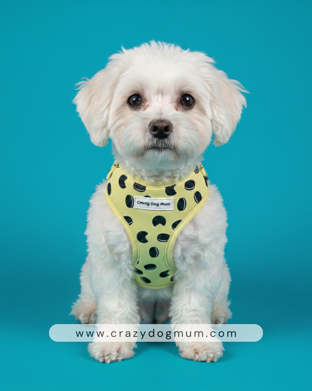 Oreo Vainilla -  arnés perro pequeño